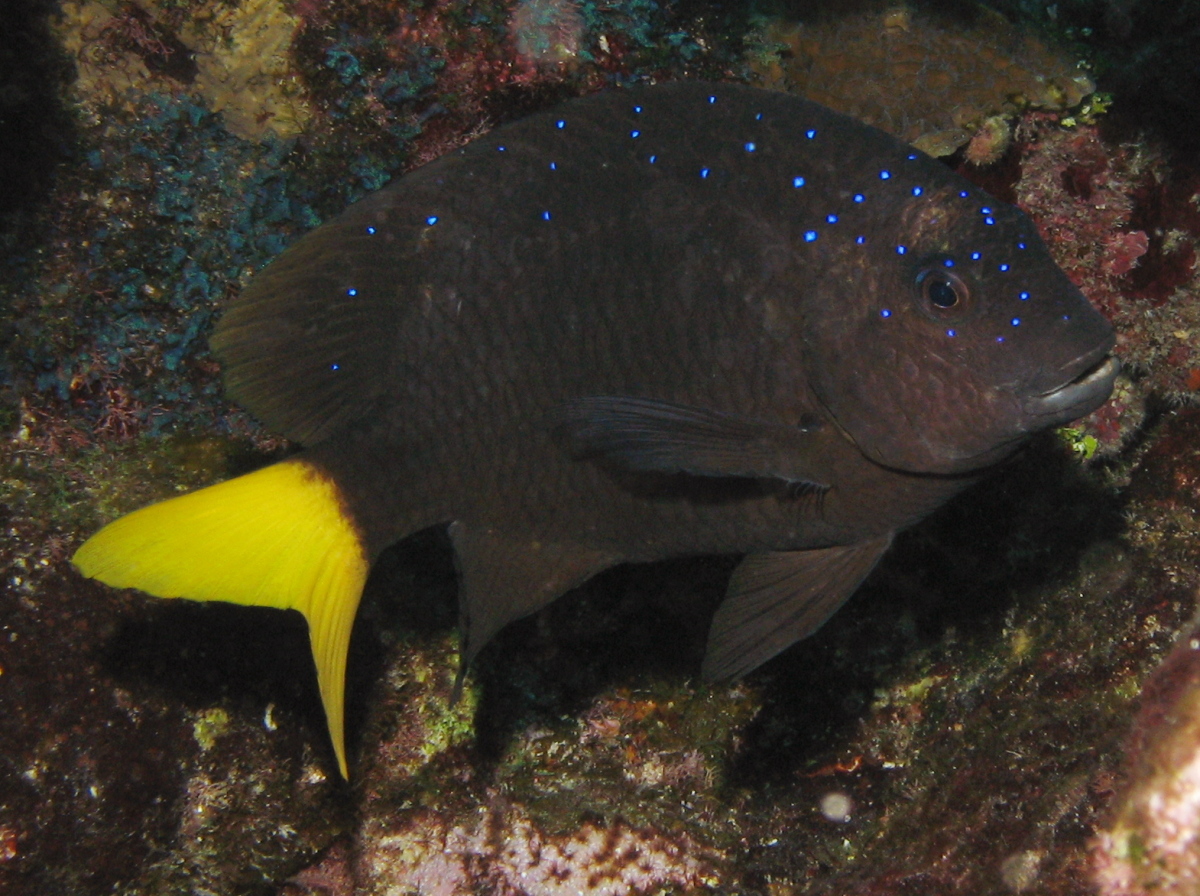 Microspathodon chrysurus